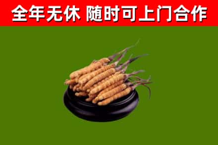 贡山县回收散虫草