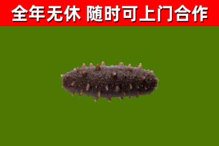 贡山县回收海参干
